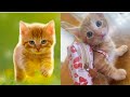 Funny cats cute and funny cats compilation 1