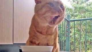 Kuroshio Cats:野良猫健太郎 為せば成る為さねばならぬ何事も 負け越し十両陥落決定の玉在牙関 Kuroshio Cats:野良猫健太郎 為せば成る為さねばならぬ何事も 負け越し十両陥落決定の玉在牙関
