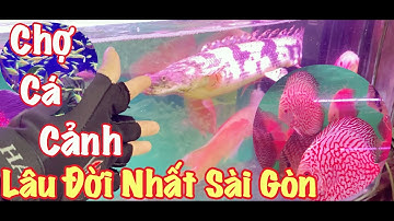 CHỢ CÁ CẢNH LỚN NHẤT SÀI GÒN  | BIGGEST AQUARIUM FISH MARKET IN HO CHI MINH CITY