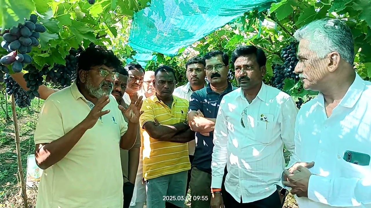 काळे द्राक्षाचा बेदाणा / Black Grapes Raisins