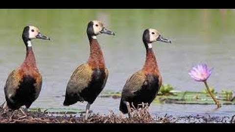 White-faced Whistling Duck . Short video 4K-UHD Birds Photography | Wildlife Animals