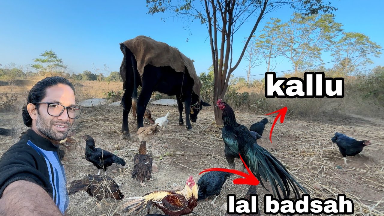 Kallu aur Lal Badshah Apne Sahzadiyo K saath || mtf paradise  ||