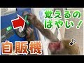 【天才猿】お猿さんに自動販売機の使い方を教えてみたら…すごすぎた！！！！