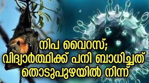 നിപ വൈറസ്; വിദ്യാര്‍ത്ഥിക്ക് പനി ബാധിച്ചത് തൊടുപുഴയില്‍ നിന്ന്| Nipah Virus suspected in a student