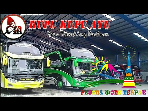 BUS KUPU-KUPU AYU trans || REVIEW ||