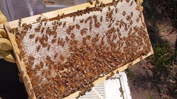 Beetle Buster Installation. Giving my hive a fighting chance. [VLOG #2]