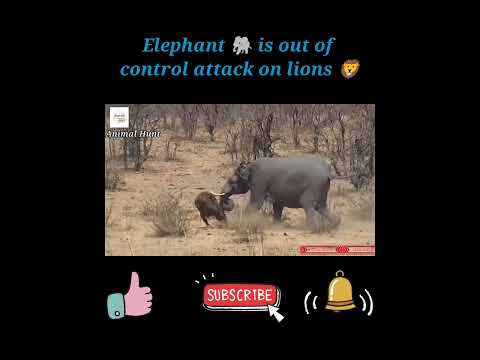 wild Animal videos | elephant attack | Animal Hunt