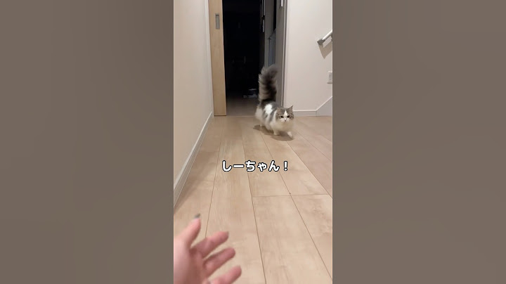 I went back to my parents' house for 2 nights and 3 days, and my cat's reaction when I got home #...