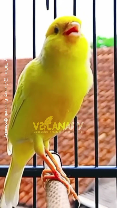 Canary Gacor isian mewah full durasi #kenari #birds #animals #canary #funnyanimals
