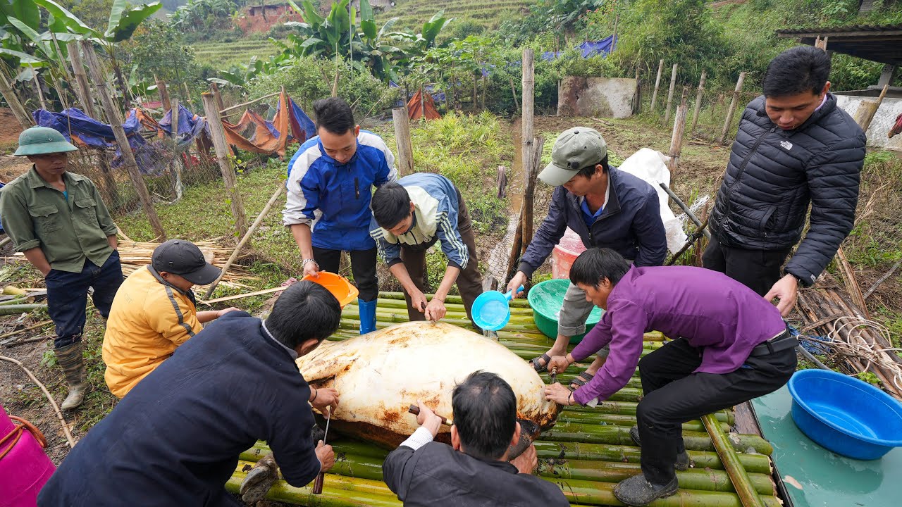 khach san hoang ha sapa Update SAPA TV ( Tập 1 ) KHÂU CHUẨN BỊ ĐÁM CƯỚI DÂN TỘC TÀY 1 TRÂU 5 LỢN 200kg GÀ