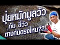 วิธีทำปุ๋ยหมักมูลวัว ไว้ใช้เอง แค่ 7 วันเห็นผล