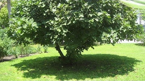 The Parable of the Fig Tree