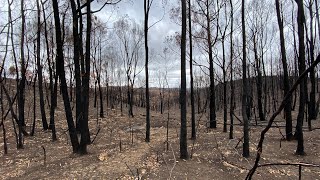 Searching for Koalas after the Wildfires