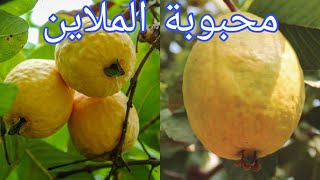 سر يجعل شجرة الجوافة تنمو بسرعة كبيرة وتثمر بكميات وفيرة guava tree growth