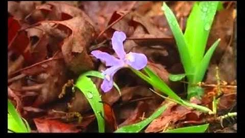 صوت لم تسمعه من قبل تلاوة رائعة من سورة الشعراء للشيخ محمد كمال سالم