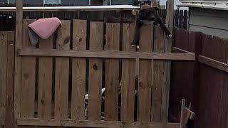 75 pound Pitbull Climbs over fence
