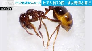 ヒアリ約70匹・・・　また青海ふ頭で確認　今年4例目(2021年9月16日)