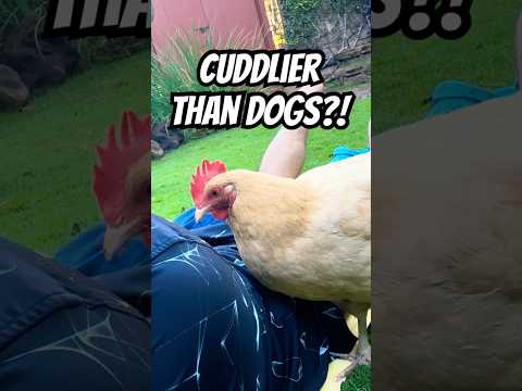 CUDDLIER THAN DOGS My Chicken PECKS Me For ATTENTION Haha