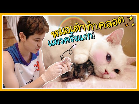 ทำคลอดแมวตอนเที่ยงคืน!! | ติดเต๋า