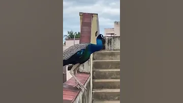 صوت الطاووس العجيب 
