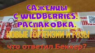 видео: Саженцы из Wildberris обзор. картинка: Саженцы из Wildberris обзор.