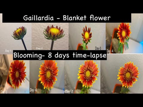 Video: Lulëzimet Tërheqëse Të Gaillardia