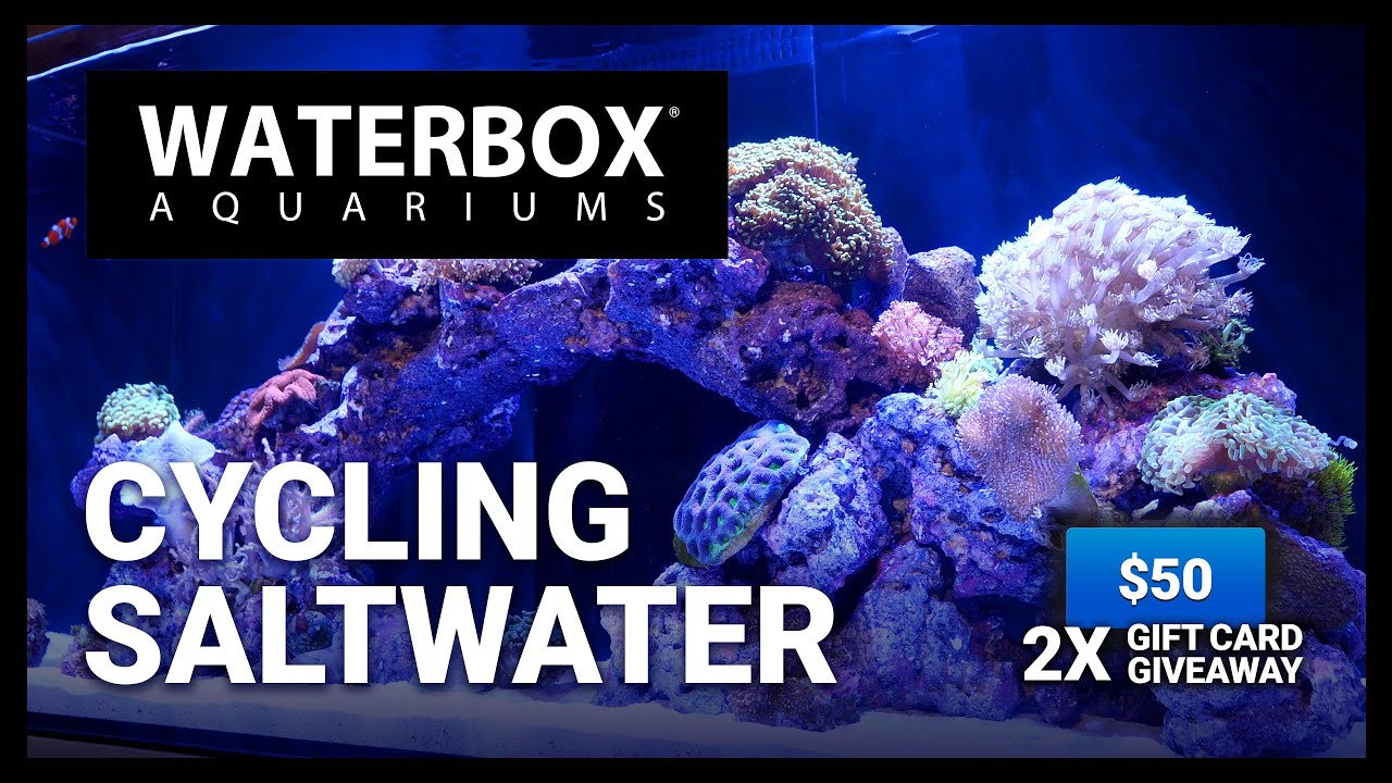 Cycling a Saltwater Aquarium - Episode 175 - YouTube