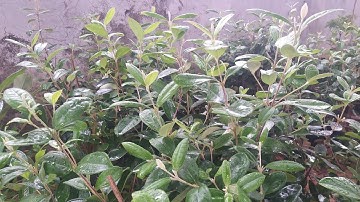 Sỉ lẻ cây sim rừng đầu xuân 2023/0819972997