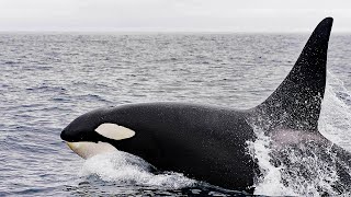 Orca - The Apex Predator Of The Ocean  / Documentary (English/HD)