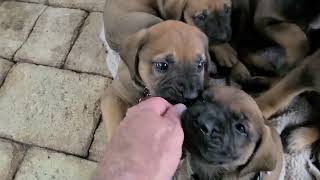 Mastador puppy pile
