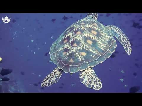 Summer Music Mix 2023 Best Of Vocals Deep House Alan Walker Coldplay Selena Gomez Style 1