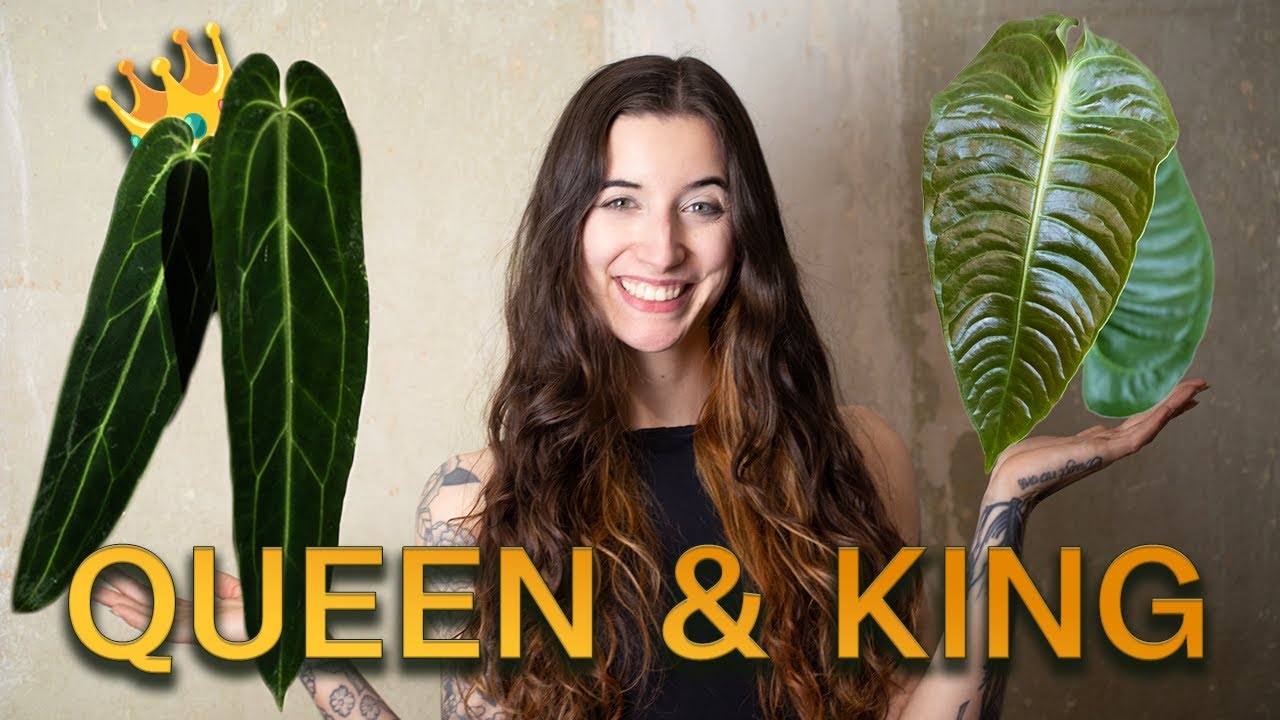 King & Queen Anthurium – Pflege & Unterschiede: DAS musst du wissen! 👑🌿
