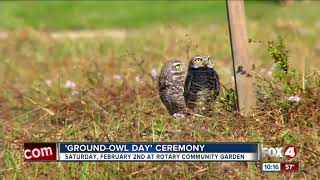 Ground owl day Cape Coral
