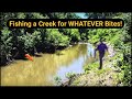 Fishing a Small Tributary Creek for WHATEVER Bites! Multiple Species Catches!