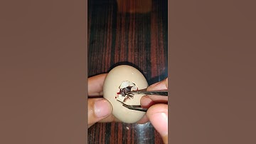 Omg found a chick was fully stuck in shell #shortsfeed #incubator