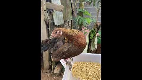 Gà rừng rặc cha và f1 con