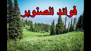 فوائد الصنوبر