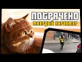 ПОТРАЧЕНО. Твердый характер. Лучшие приколы 2020, смешные видео