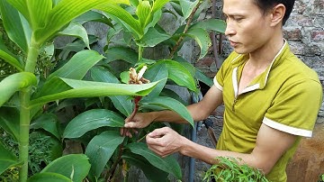 Cách chữa trị bệnh viêm tai giữa. Và đái dắt. Đái buốt. Chữa rất hiệu quả