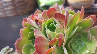 13 SUCULENTAS do gênero AEONIUM do meu jardim ...