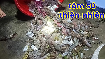 tôm thiên nhiên | cách người dân cà mau thu hoạch tôm sú cá thiên nhiên