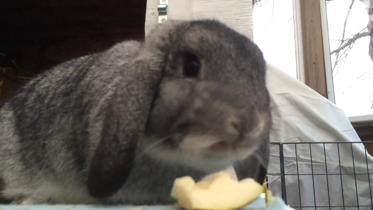 rabbit eating pear YouTube