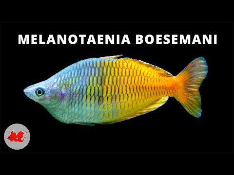 Melanotaenia Boesemani ✔