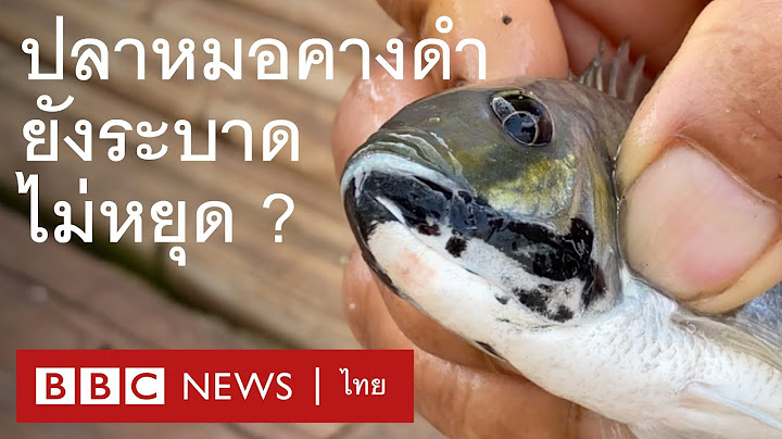 สำรวจปลาหมอคางดำยังระบาดชายฝั่งตะวันออก - BBC News ไทย