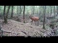 Vidéo courte: quelques cerfs se baladent en attendant le brame | Grésigne Tarn