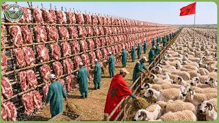 How Morocco Produces Millions of Tons of Crops on Arid Lands – Morocco’s Massive Modern Farming