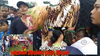 Macanan Jaranan Singo Taruno||live rth singotrunan||macan e njaluk rondo
