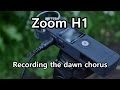 Recording the Dawn Chorus with a Zoom H1