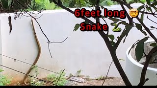 Welcome to our New Guest || Snake in my house || Snake