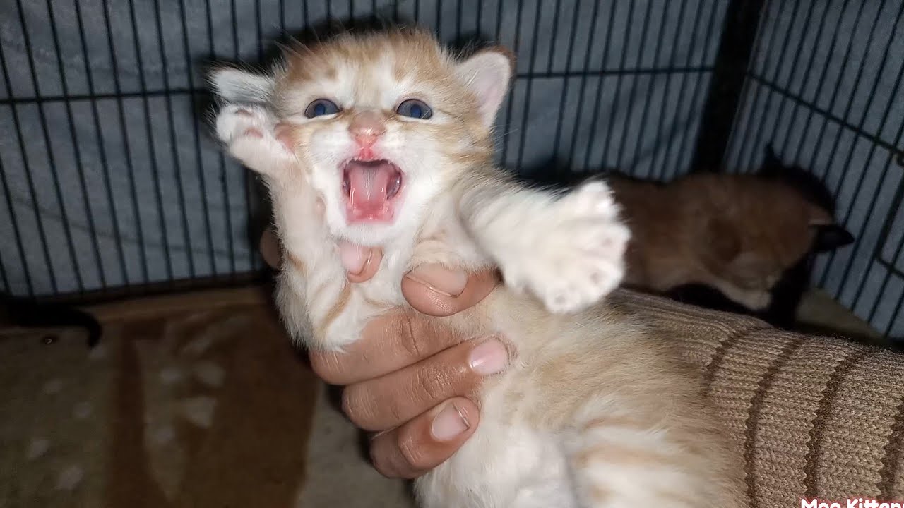 View of One month after birth, Newborn Kittens Meowing, Mom Cat gave birth to ...